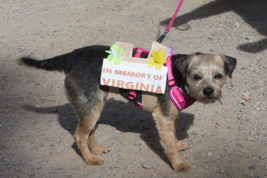 A Border Terrier on a pink lead with a sign saying In memory of Virginia.